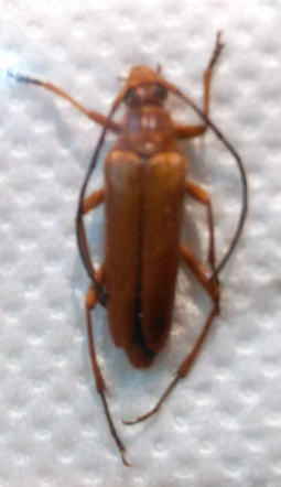 PEDOSTRANGALIA revestita