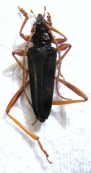 MECOSASPIS atripennis