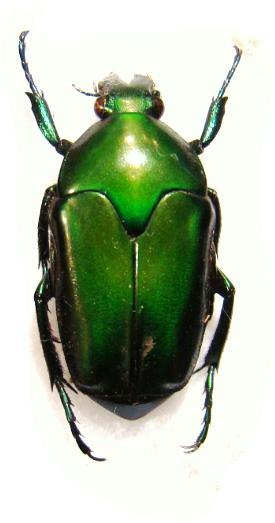 LOMAPTERA batchiana