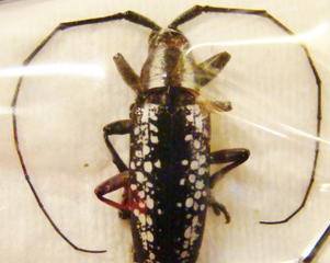 ACRIDOCEPHALA seriata F