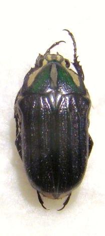 GNATHOCERA semiviridis Forme m&eacute;lanique M