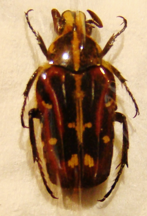 EUSELATES ornata laotica