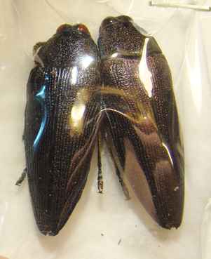 STERASPIS viridicincta (syn=klapaleti)