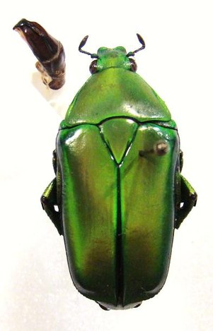 ECCOPTOCNEMIS thoreyi