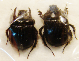 TYPHOEUS typhoeus Couple