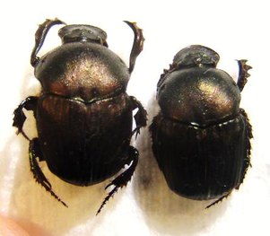 ONITIS cupreus