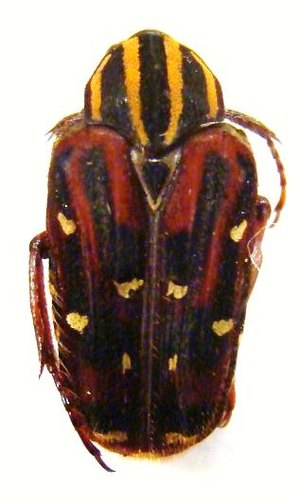 EUSELATES perraudieri