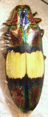 CHRYSOCHROA ocellata ephippigera