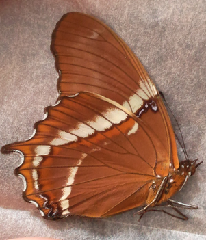 SIPROETA epaphus