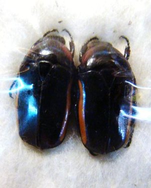 SMARAGDESTHES similis COUPLE