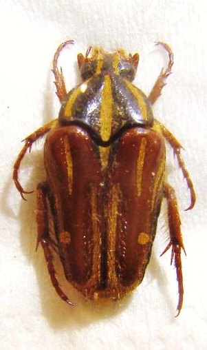 IXORIDA (Mecinonota) regia regia