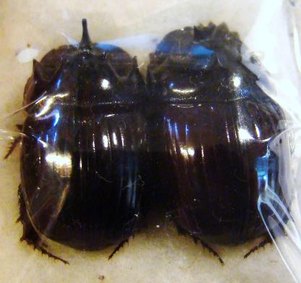 COPRIS fallaciosus