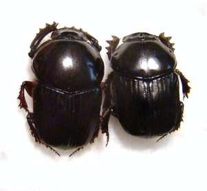 ONITIS laticollis