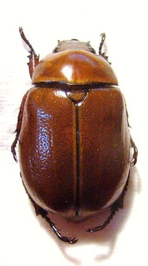 PARAHETEROSTERNUS ludeckei F