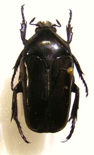 THAUMASTOPEUS cupripes