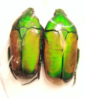 SMARAGDESTHES africana ssp