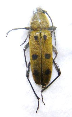 CHLOROPHORUS pilosus