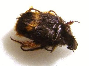 BOMBODES ursus