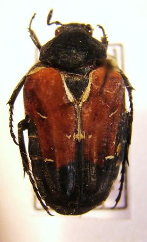 TAENIODERA nigrithorax