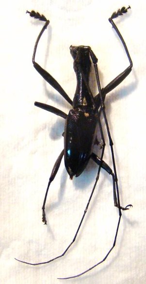 GNOMA affinis
