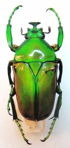 COELORRHINA (Cyprolais) aurata