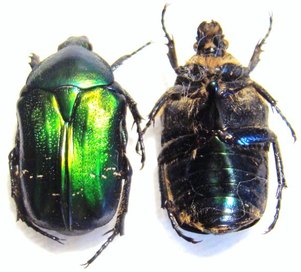 CETONIA aurata pisana f. corsicana