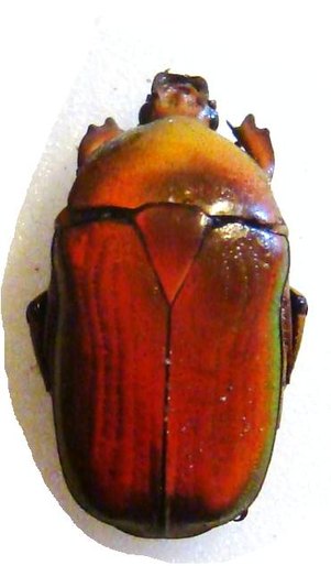 HETERORRHINA minettii F Red