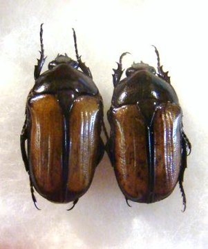 GNATHOCERA trivittata aegyptiaca forme m&eacute;lanique