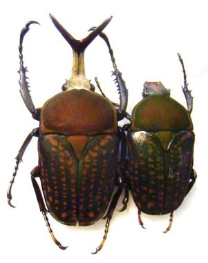 MEGALORHINA harrisi eximia f.harrisi,C