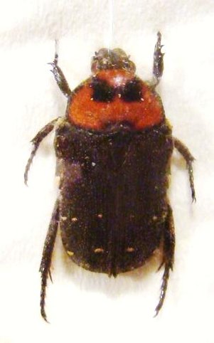GLYCYPHANA (Glycyphaniola) quadricolor
