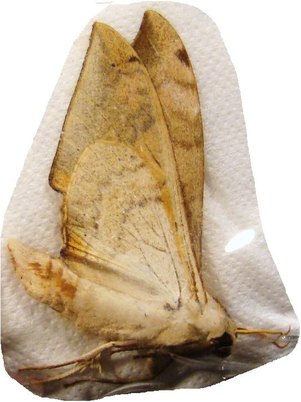 SPHINX sp