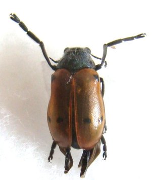 LACHNAIA sp M