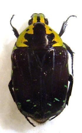 EUCHROEA coelestis peyrierasi