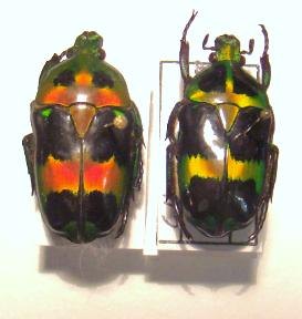 HETERORRHINA sexmaculata dohrni