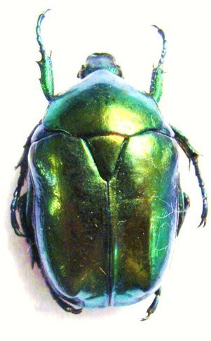 PROTAETIA (Cetonischema) venusta (=speciosa venusta)