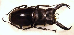 HEXARTHRIUS buqueti M