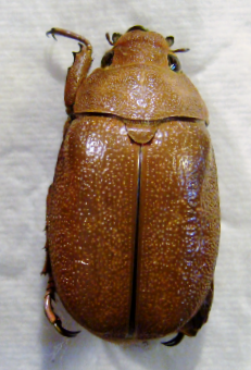 CHRYSINA (Plusiotis) moroni M