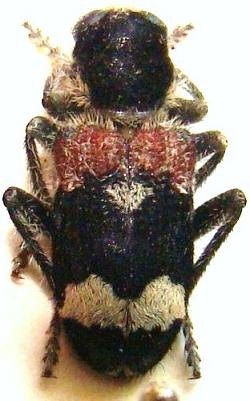 CLERUS mutillarius