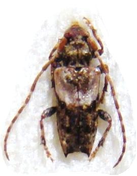 EUPOGONOCHERUS (Pogonocherus) hispidus