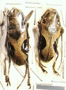 PARALEPRODERA crucifera