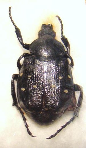 GNORIMUS octopunctatus