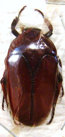 LOMAPTERA satanas