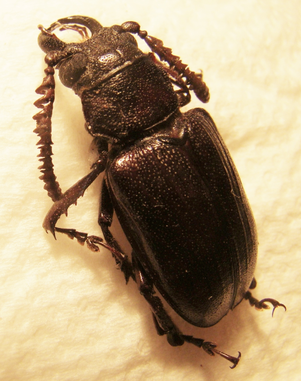 CANTHAROCNEMIS (Cantharoctenus) minor