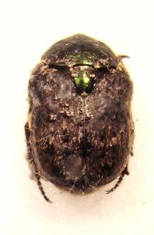 XELOMA cicatricosa