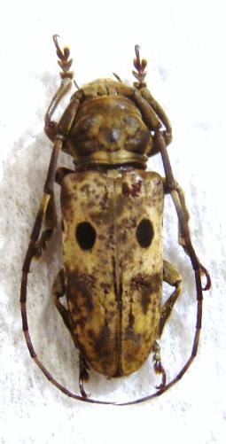 PROSOPOCERA signatifrons F MINUS !! GHANA