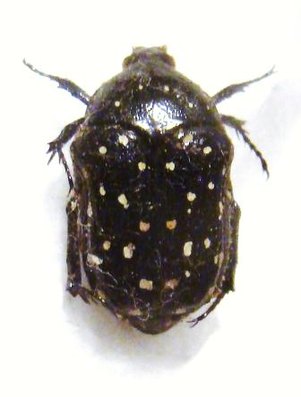 CLINTEROIDES permutans