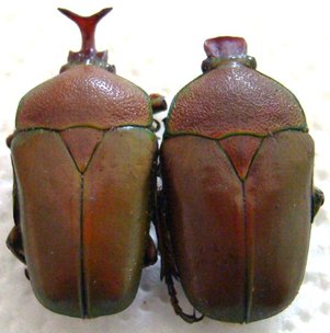 CERATORHINA preussi