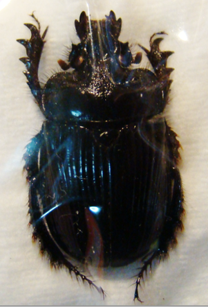 CERATOPHYUS hoffmannseggi F