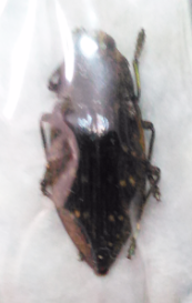 POLYBOTRHIS impressipennis