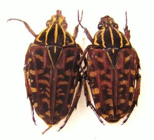 CHORDODERA quinquelineata
